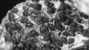 The Aphis — foto 1