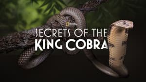 Secrets of the King Cobra — foto 3