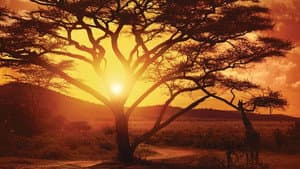 Nirgendwo in Afrika — foto 3