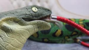 Stoner Snakes — foto 1