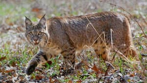 Wild Little Cats — foto 5