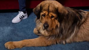 Nom d'un chien ! Le plus beau c'est le mien — foto 1