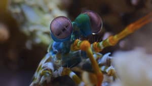 A Deeper Dive with David Attenborough — foto 6