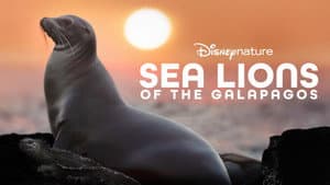 Leones Marinos de las Galápagos — foto 10