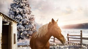 December Horses — foto 1