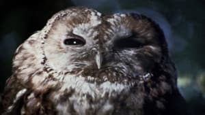 The Owl Service — foto 4