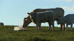 Bovines — foto 3
