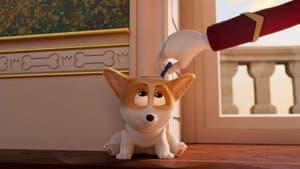 Corgi: Un perro real — foto 12