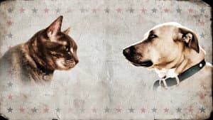 Cat vs. Dog — foto 1