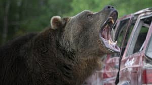 Grizzly Rage — foto 3