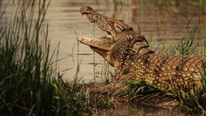 Hippo vs Croc — foto 8