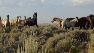 American Mustang — foto 8