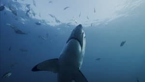 Shark Kingdom — foto 2