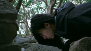 椰子の高さ — foto 1