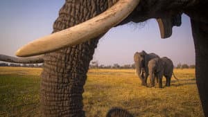 Okavango: El Alma Africana — foto 10