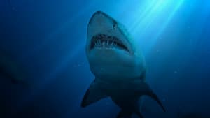 United Sharks of America — foto 4