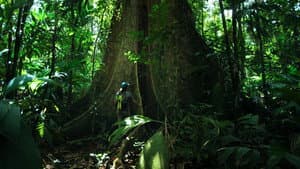 The Forest — foto 1