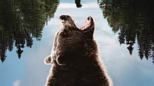 Grizzly Night — foto 11