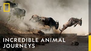 Incredible Animal Journeys — foto 8