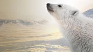 Osa Polar — foto 3