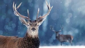 Snow Animals — foto 1