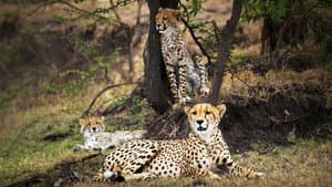 Man Among Cheetahs — foto 1