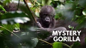 Mystery Gorillas — foto 1