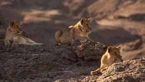 Lions of the Skeleton Coast — foto 3