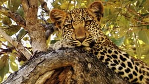 Eye of the Leopard — foto 3