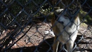 The First Canines — foto 4