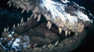 Cocodrilo — foto 2