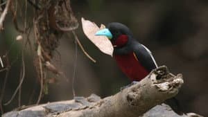 Bornéo, la forêt miraculée — foto 1