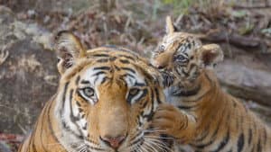 Tigres — foto 5