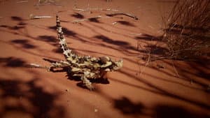 Deadly Australians — foto 1