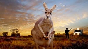 Kangaroo: A Love-Hate Story — foto 1