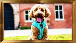 Bad Dog Academy — foto 3