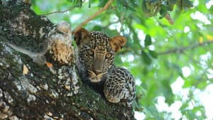 Sri Lanka: Leopard Dynasty — foto 3