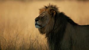 Cecil — foto 1