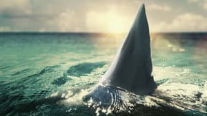 When Sharks Attack 360 — foto 2