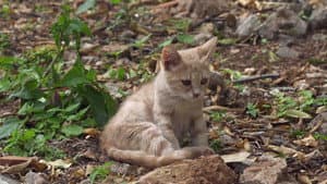 Kittenhood — foto 2