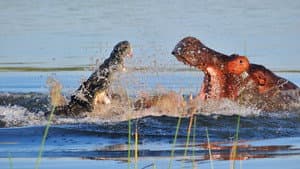 Hippo vs Croc — foto 2