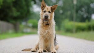 Racko - Ein Hund für alle Fälle — foto 1