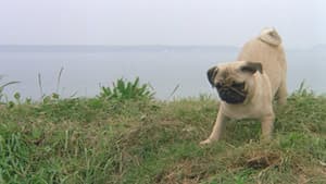 Las aventuras de Milo y Otis — foto 5