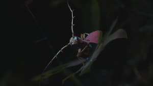 Mystérieux insectes, sur la piste des origines — foto 2