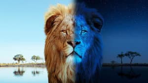 Big Cats 24/7 — foto 4