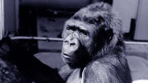 Koko, le gorille qui parle — foto 1