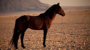Africa's Wild West — foto 1