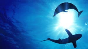 Sharks vs. Dolphins: Blood Battle — foto 3