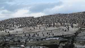 Le Peuple migrateur — foto 6