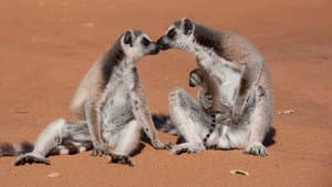 Isla de Lemurs — foto 2